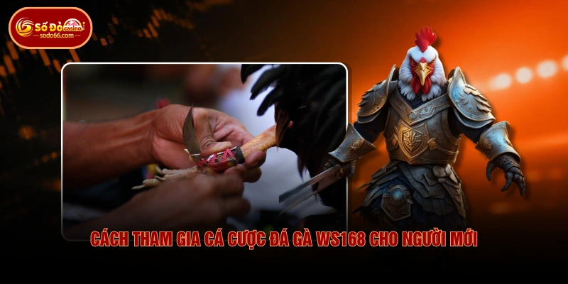 Đá Gà WS168 - Lịch Đấu Phong Phú & Kèo Cược Hấp Dẫn 4 Đá Gà WS168 - Lịch Đấu Phong Phú & Kèo Cược Hấp Dẫn Cách tham gia cá cược đá gà WS168 cho người mới